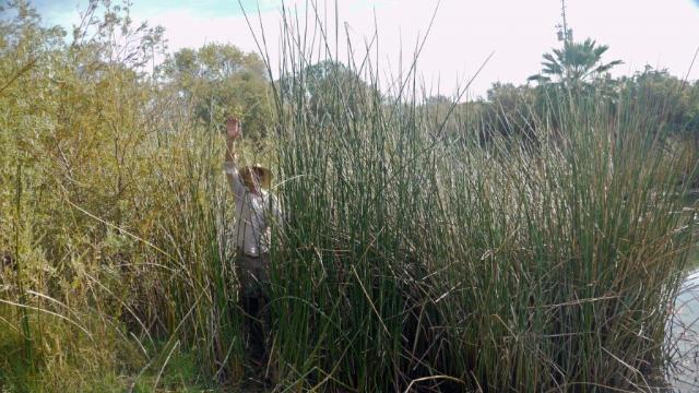 a person stands among tall tule reeds growing on a river shore