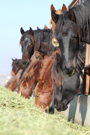 wild horses comfortably eating at Bruneau Off Range Wild Horse Corrals