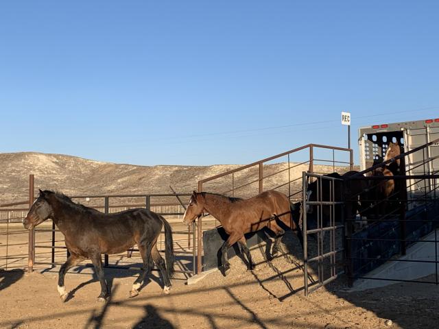 wild horses arrive at Bruneau Off Range Wild Horse Corrals