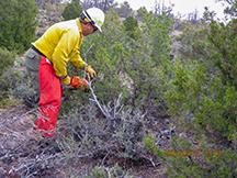 removing Rocky Mountain juniper