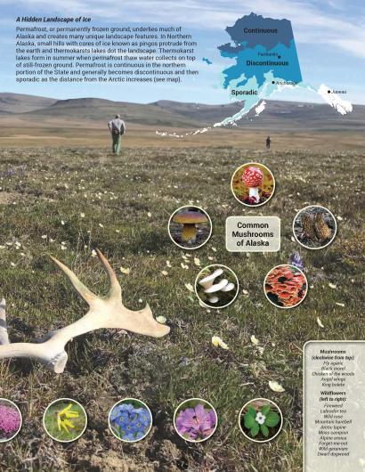 Graphic of plants over photo of caribou antler.
