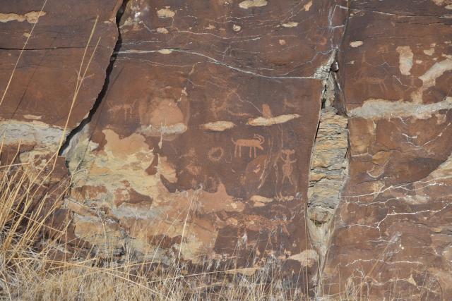 A rock wall with many different pictographs including animal and non-animal designs. Some appear to be big horn sheep others aren't as easy to determine and leave your imagination wondering about the artists intent.