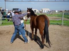 Man measures a horse.