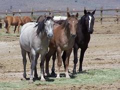 Horses at Litchfield Corrals