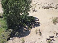 An aerial photograph of a group of burros by a tree.