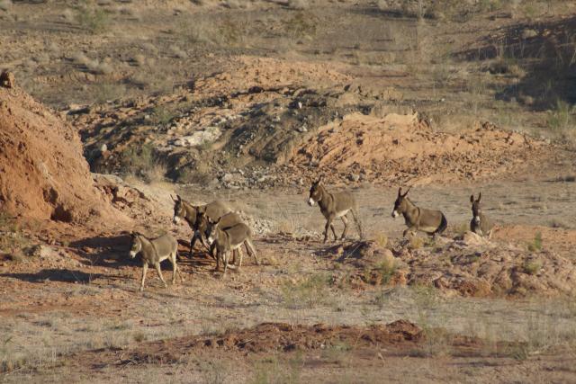 Burros at the Lake Mead Complex