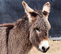 A photo of a gray wild burro.