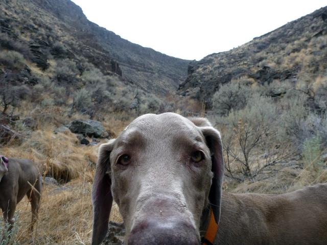 Dog runs around in the Idaho sagebrush