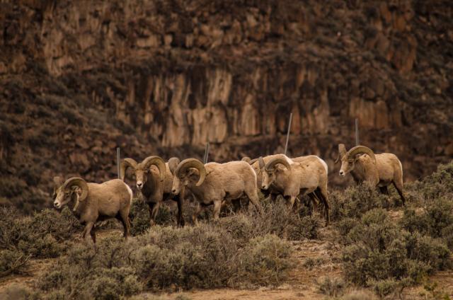 Group of sheep move through sagebrush on public lands