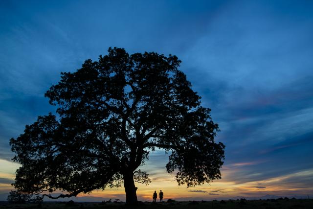 Two people stand under a large tree silhouetted at sunset