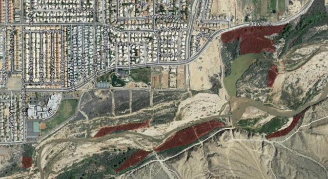 map showing high density areas of tamarisk near Mesquite