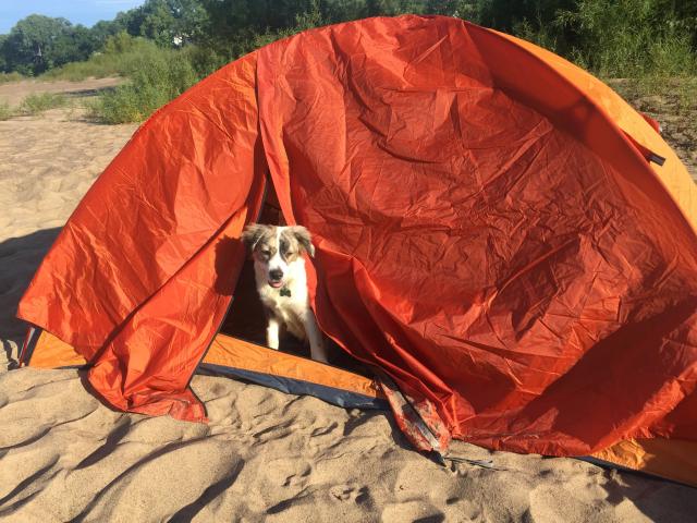 Dog pops his head out of a tent.