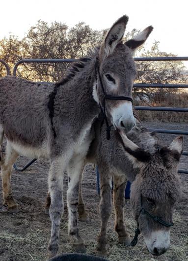 Two burros in a pen. 