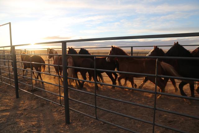 Horses running down an alley. 