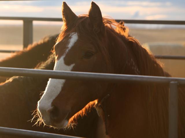 A horse behind a panel. 
