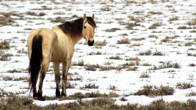 Wild horse stands in the snow at wintertime