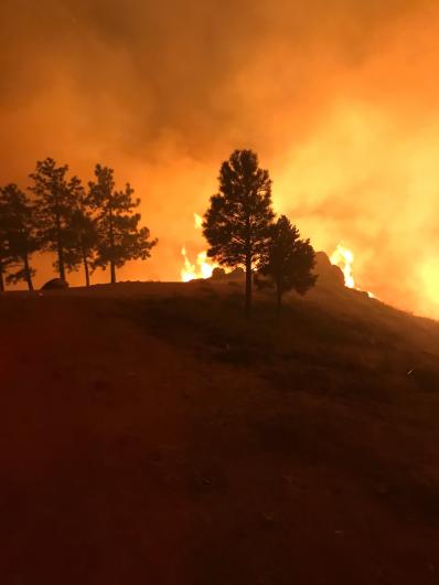 trees silhouetted by orange flames