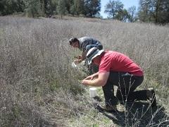 Volunteers release small bugs into dry star thistle