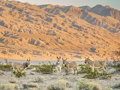 Burros in the desert at sunset. Photo by Jesse Pluim, BLM.