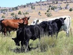 Cattle grazing in the high desert. (Jeff Fontana, BLM)