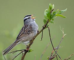 CCSC White-crowned sparrow singing A white-crowned sparrow sings from a branch.