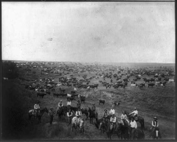Black and white historic photo of cattle grazing