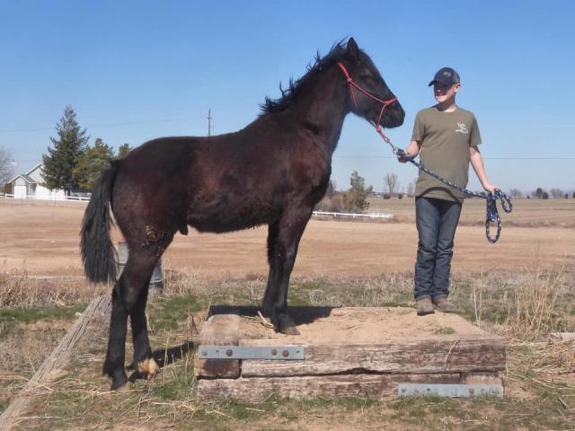 "Spock" 4-H trained wild horse