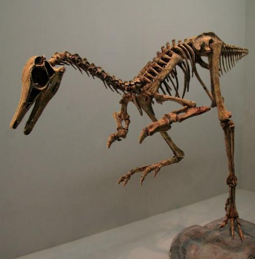 skeletal reconstruction of Patagonykus