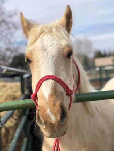 "Prince" 4-H trained wild horse