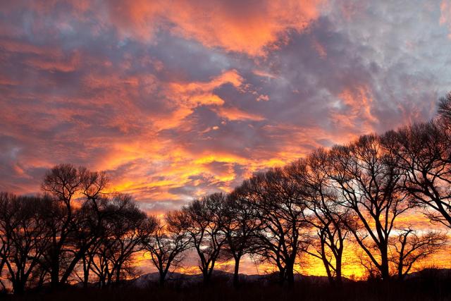 Trees sillouetted against a colorful sky of cotton-candy skies