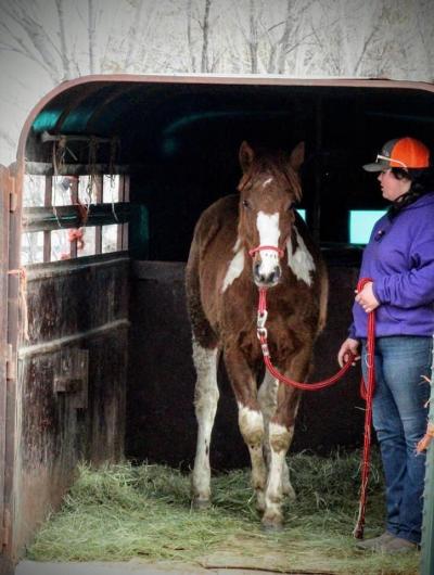 "Skye" 4-H trained wild horse