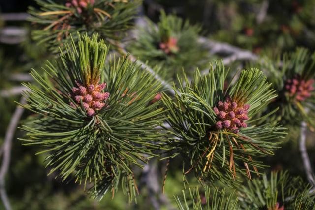 Whitebark pine branches with seedcones
