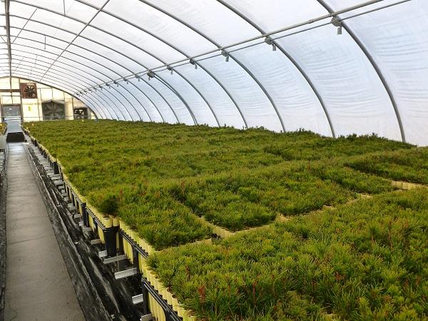 U.S. Forest Service nursery of whitebark pine seedlings