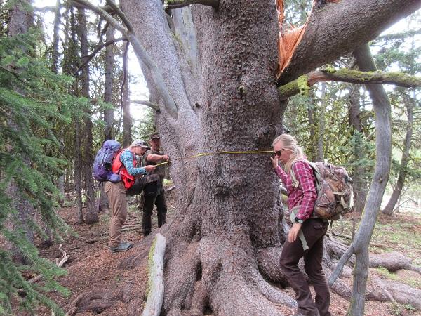 BLM Forestry crew measures an old whitebark pine tree