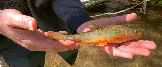 two hands holding a golden colored fish with a reddish belly