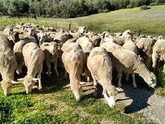Sheep at Cronan Ranch. BLM photo