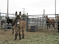 Furry burro in a corral. Photo by Alex Niebergs, BLM.