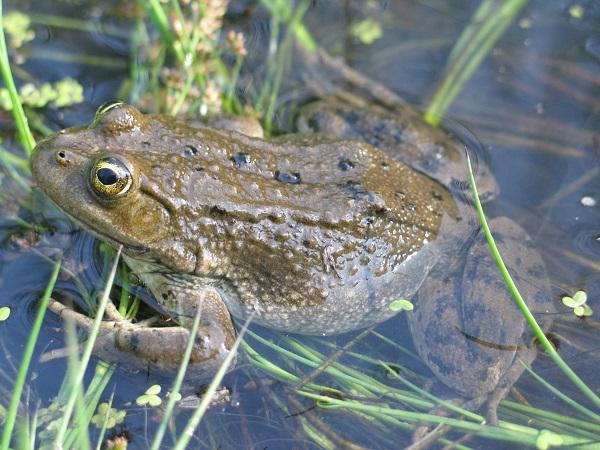 Columbia Spotted Frog (Rana luteiventris) a BLM Sensitive Species in Idaho, Nevada, Oregon, Utah, and Wyoming. 