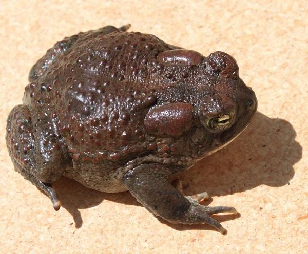 Arizona Toad (Anaxyrus microscaphus) a BLM Sensitive Species in Arizona, New Mexico, Nevada, and Utah.