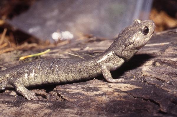 Black Salamander (Aneides flavipunctatus) a BLM Sensitive Species in Oregon. 