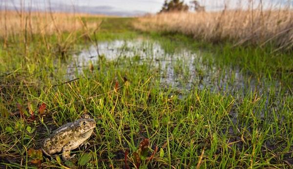 Western Spadefoot (Spea hammondii) a BLM Sensitive Species in California.