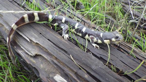 California Tiger Salamander (Ambystoma californiense) a Federally listed species in California.