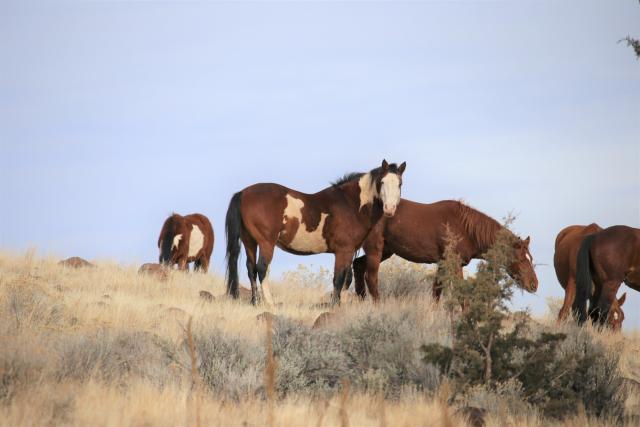 Horses standing on hillside. 