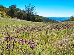 Purple flowers on Williams Hill Management Area. Photo by Jesse Pluim, BLM.