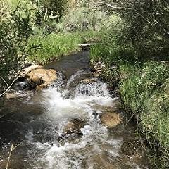 Rushing creek in a riparian forest. Photo by Clinton Helms, BLM.