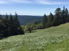 Grassy hillside in a pacific northwest forest.