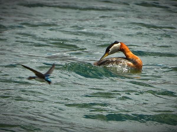 Two of the beneficiaries of an improved lake shoreline – red-necked grebe and tree swallow. 