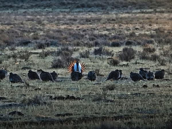 Sage-grouse in action - males displaying and females gathered around pretending not to notice. 