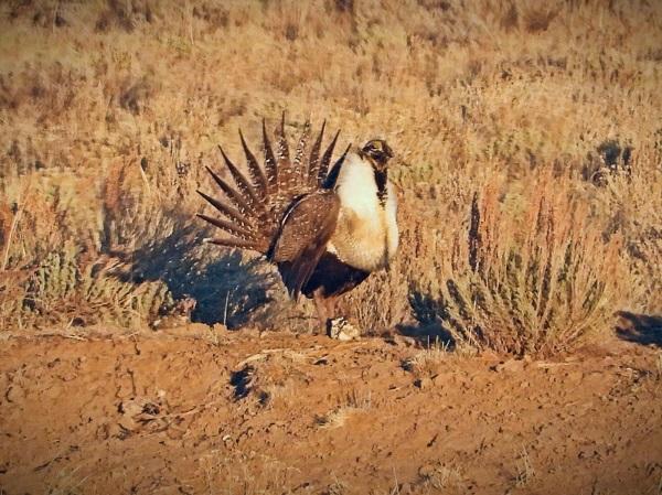 Large chubby grouse with a small head and long tail that is fanned into a starburst when displaying. 