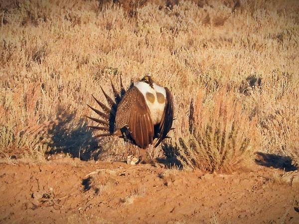 Popping their inflatable neck pouches looks physically demanding. They are typically winding down about an hour after sunrise.